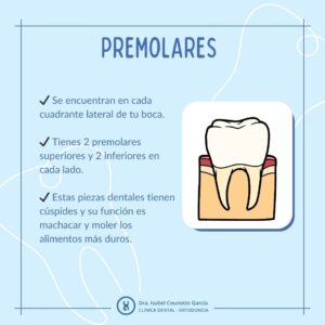 tipos de dientes premolares