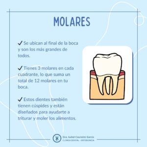 tipos de dientes molares