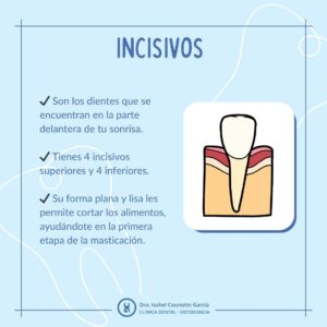 tipos de dientes incisivos